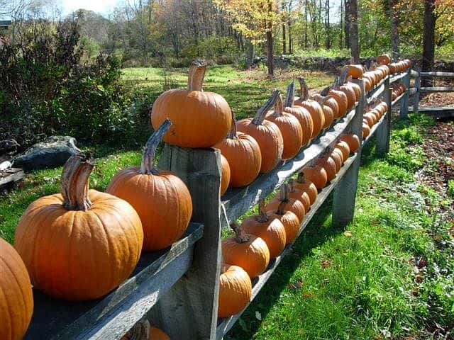 © Photo: Pumpkins on Stratham Fence | PortsmouthNH.com